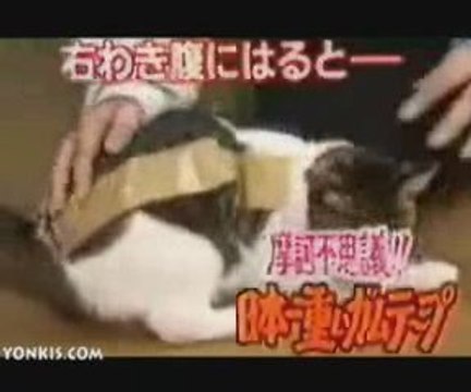 Kediyi Bantlarsan Neolur? Güzel bir deney (: