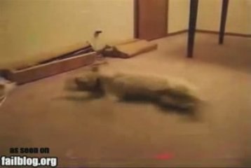 Sleepwalking Dog - Funniest Dog Video Ever