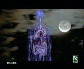 Melatonina: Glandula pineal