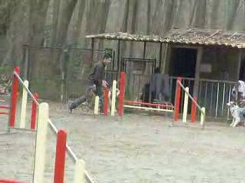 ACUSGF Chanel mini australien entrainement agility