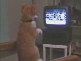 kedi boks maçı izlerken kendinden geçerse...