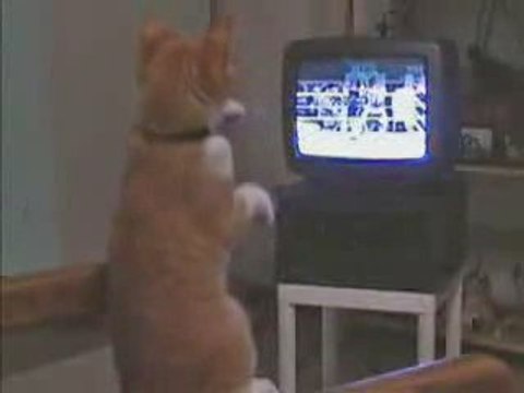 kedi boks maçı izlerken kendinden geçerse...