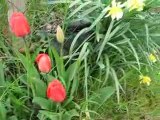 Nature : tulipes & jonquilles