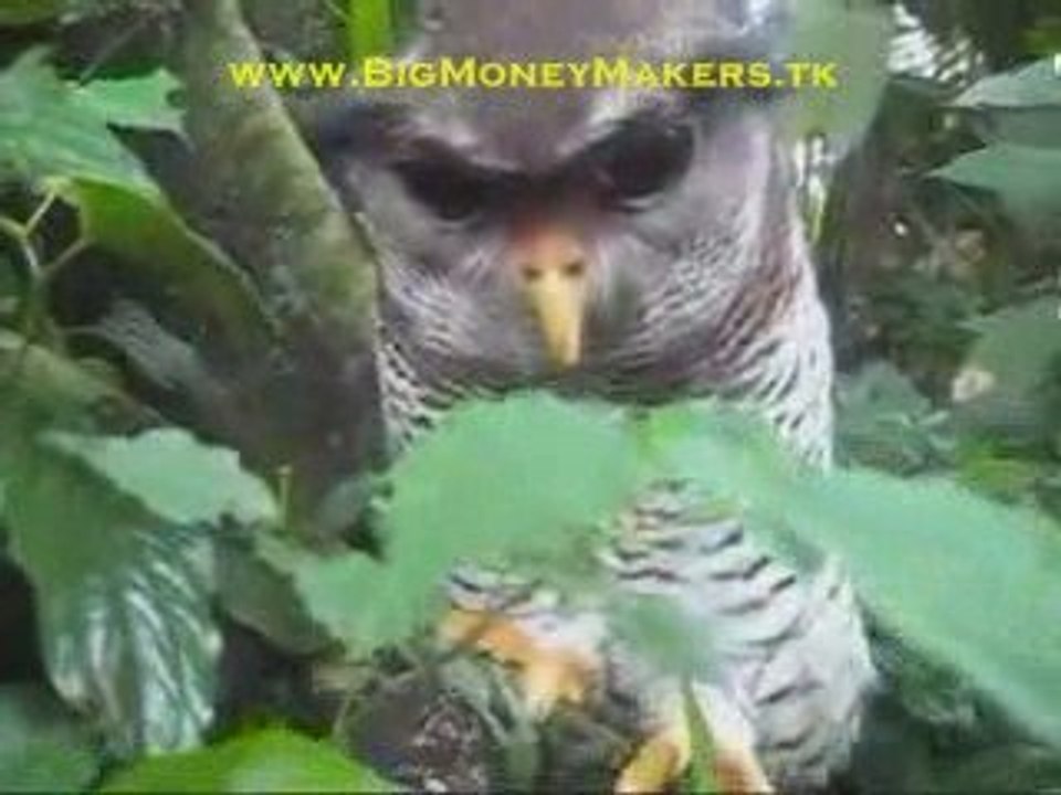 Owl likes massage