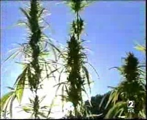Marruecos: Paraiso de la marihuana