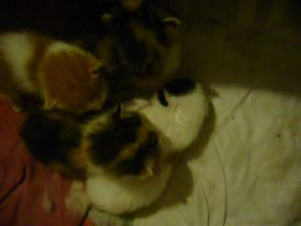 les chatons écoutent ?