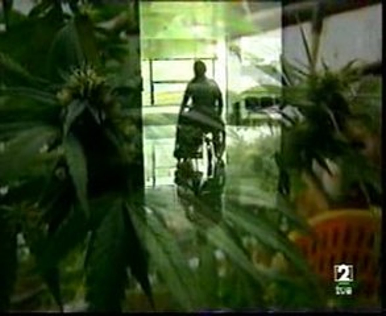 Cannabis: Usos terapeuticos reconocidos
