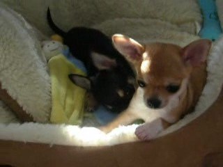 Anaïs et Zoé le 08 avril 2009 DSCN0378