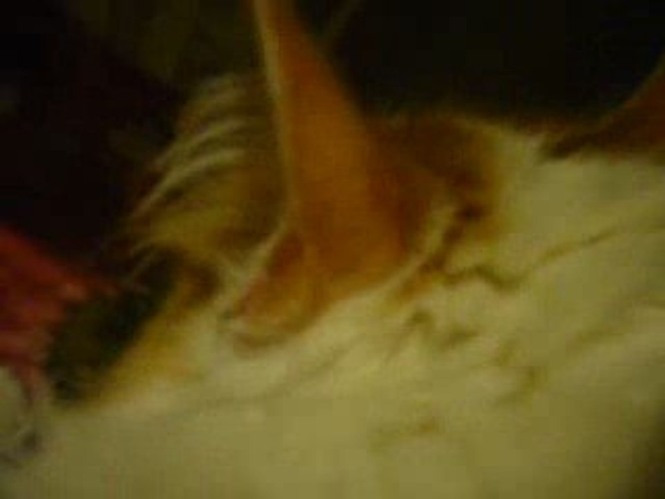 toilette
