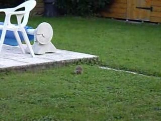 Un hérisson mange une limace pendant 2 minutes 50