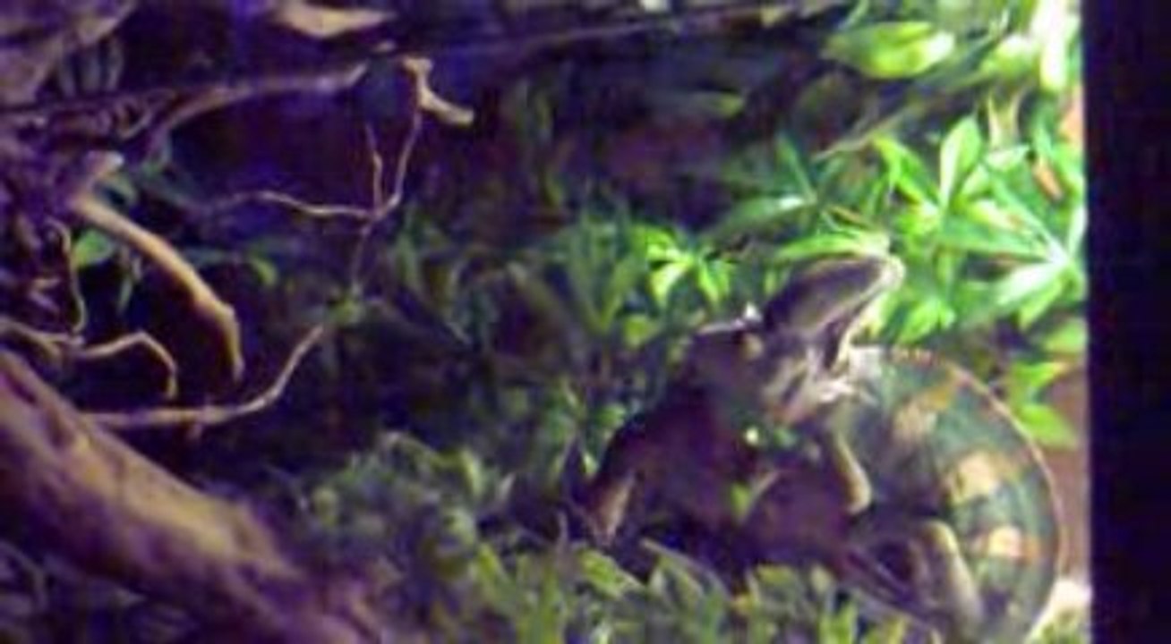 cameleon qui mange
