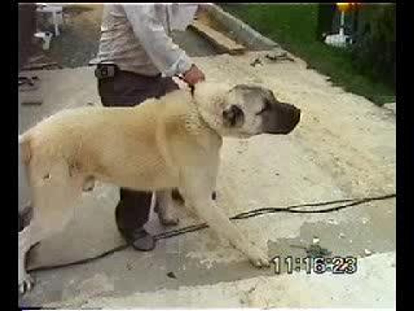 Le Chien Le Plus Feroce Du Monde