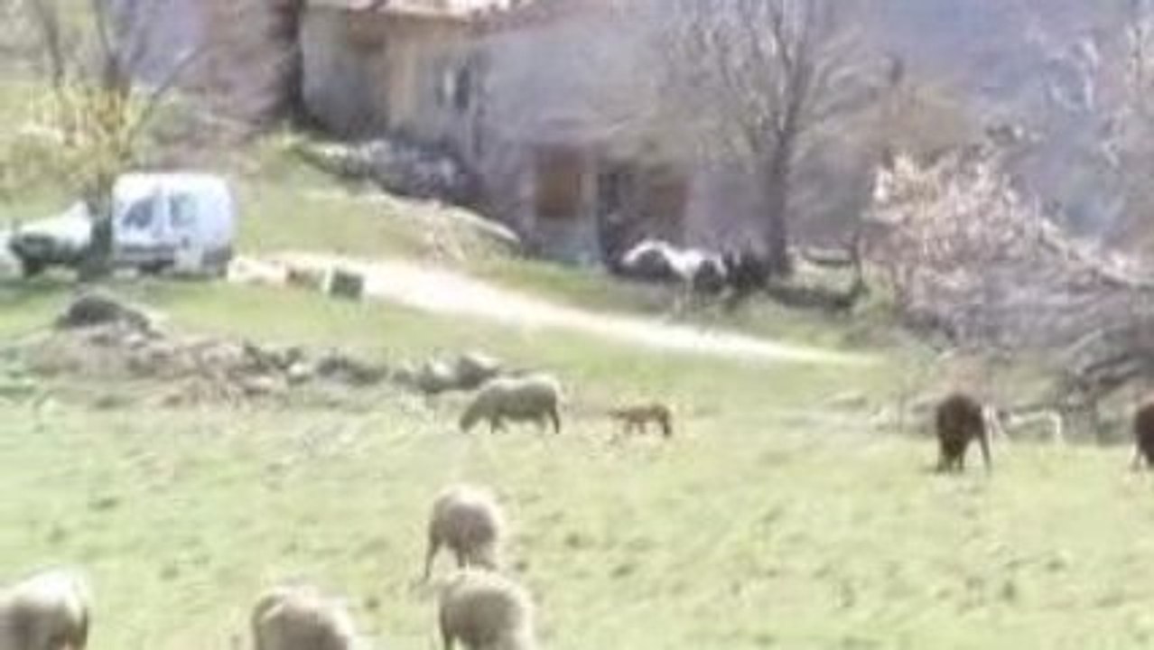 Les moutons