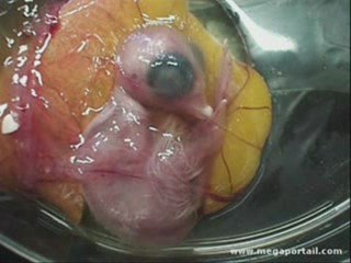 Video Naissance d'un Poussin