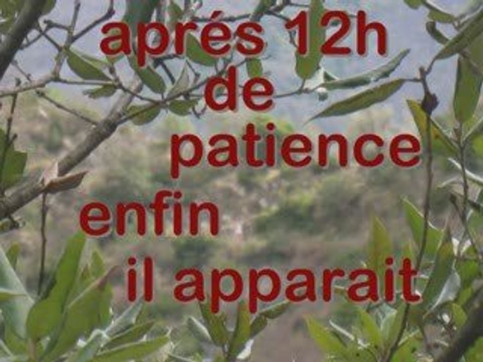 Gégène des bois