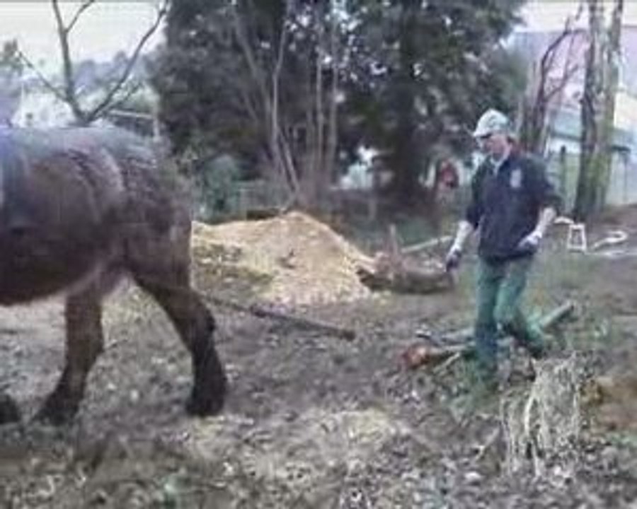 Débardage dans un jardin