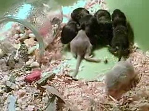 Bébés Gerbilles à 13 jours