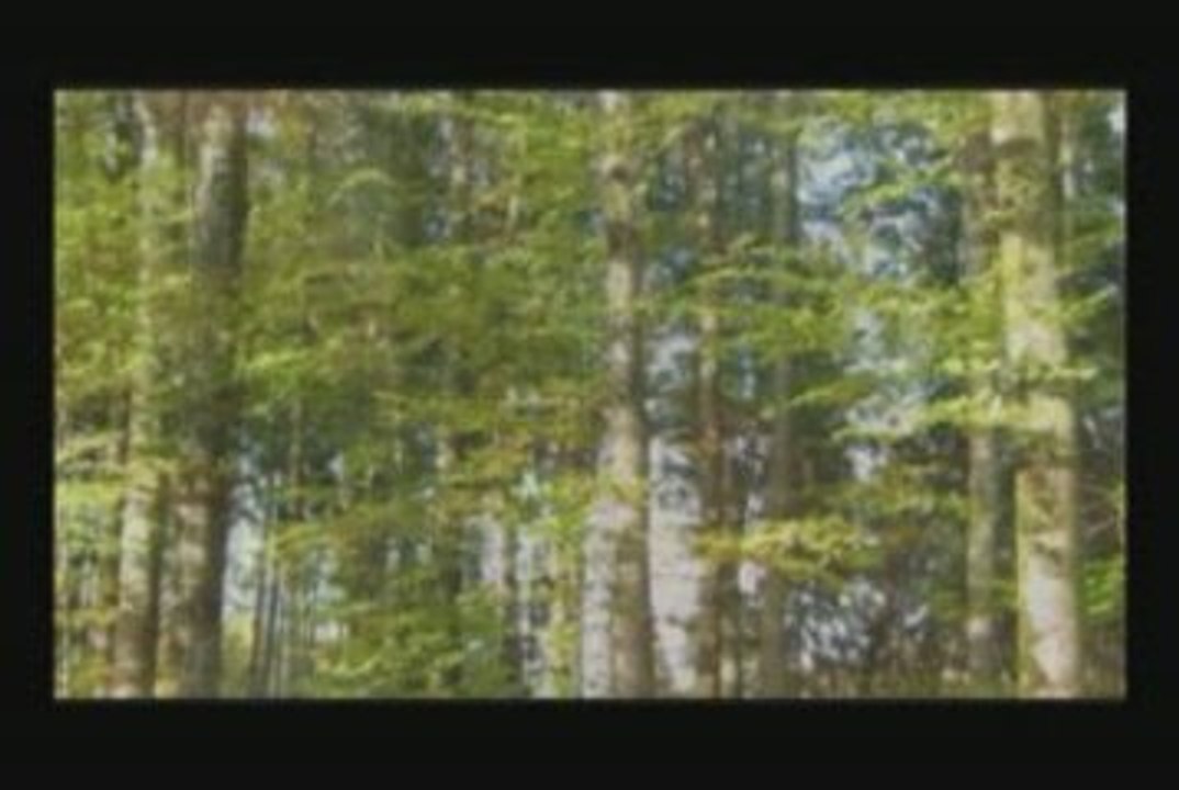 Leaves' Eyes - Mourning Tree [Live]