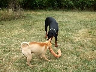 Bosco et Cookie