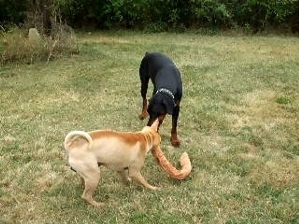 Bosco et Cookie
