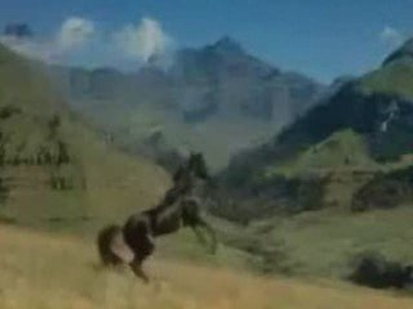 ⁣Dream of horses (forum)