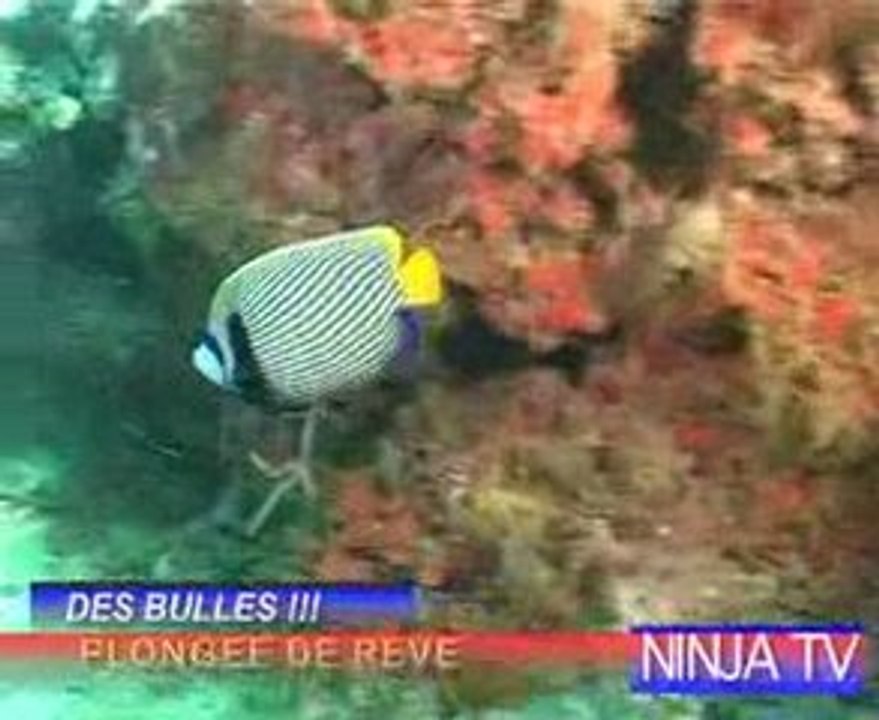 le ninja des mers