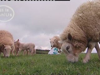 The LED sheep viral: Behind the scenes with farm-art