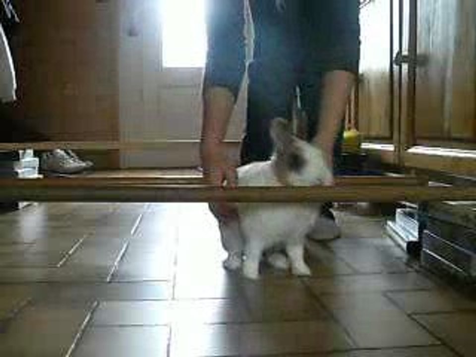 Echauffement en agility pour le parcour de demain =)