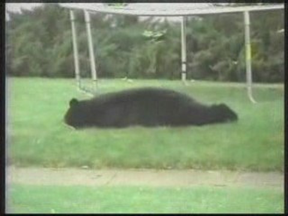 L'ours tombe d'un arbre sur un trampoline