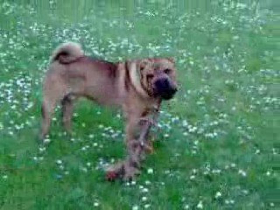 Capone en Bretagne