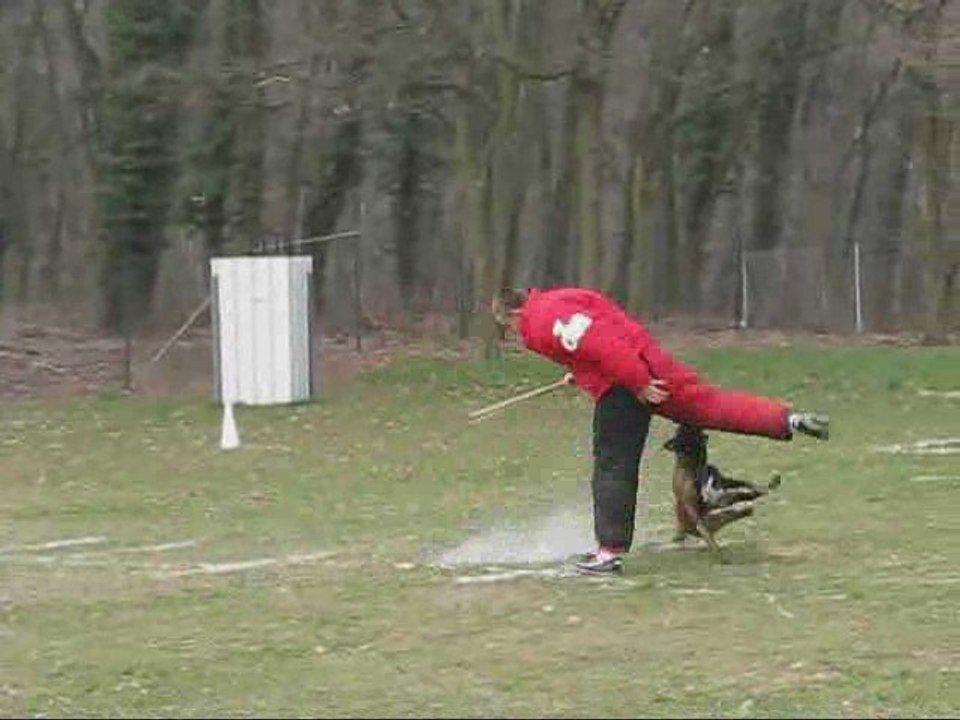 Belle du Clos Champcheny Creutzwald Ring 2 et Chien en Blanc