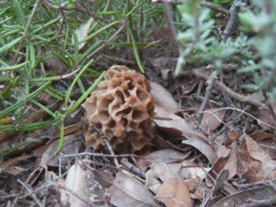 Morilles!