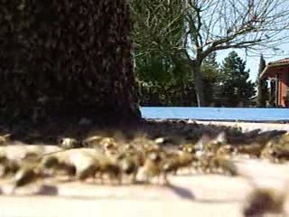 prise esaim sous une table Castelmaurou  02B