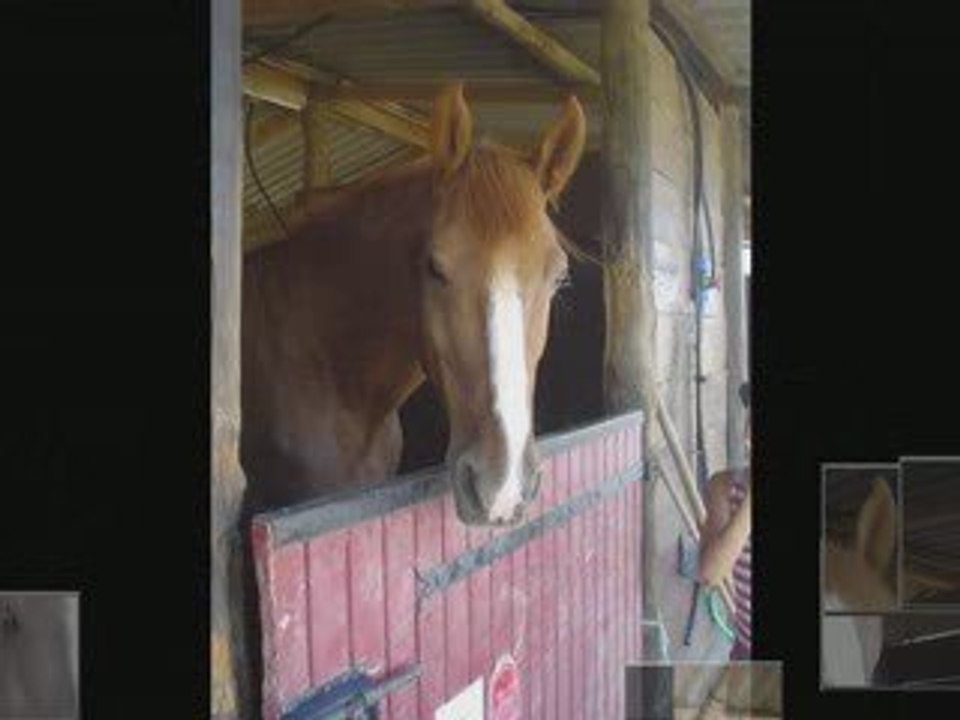 divers chevaux