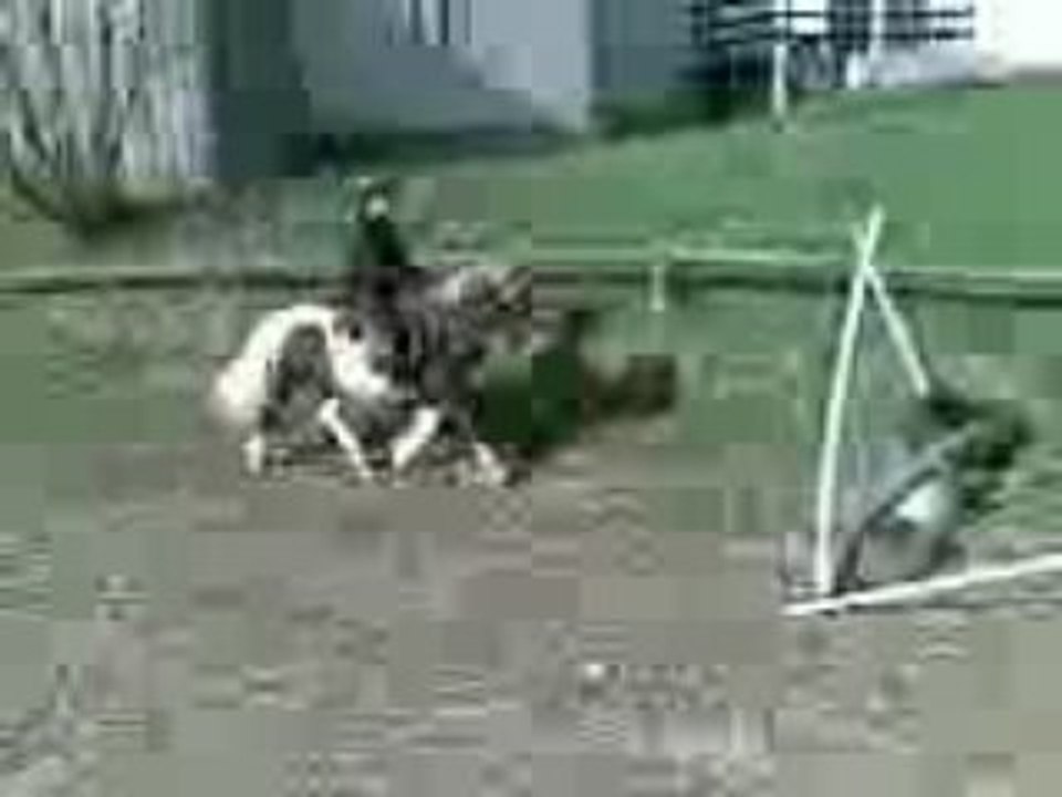Vidéo002