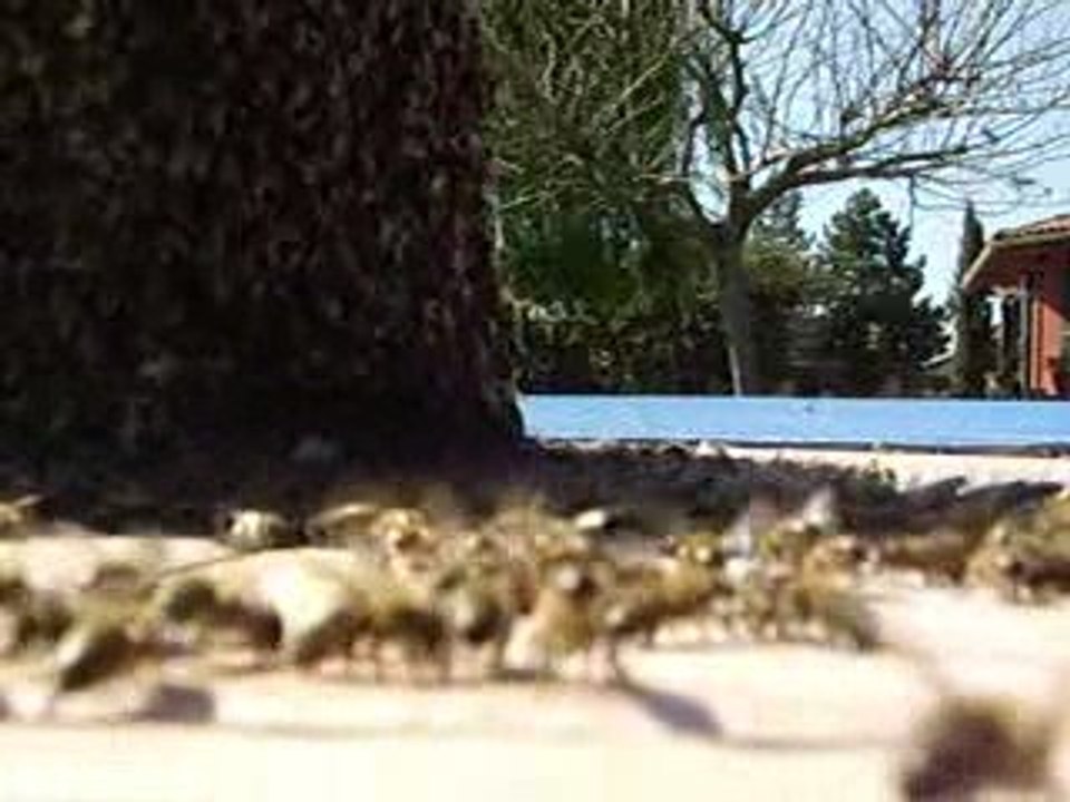 essaim abeille castelmaurou 09 avril 2009