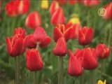 Фестиваль тюльпанов открылся в Индии