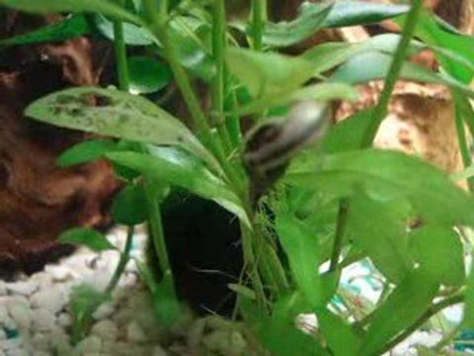 repro otocinclus