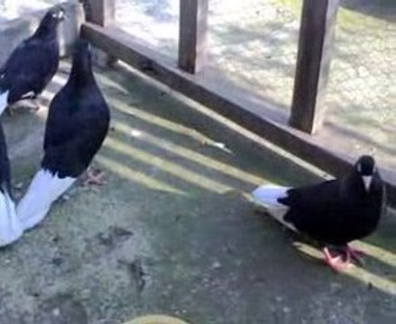 Bursa Oynar - Damızlık - Salma