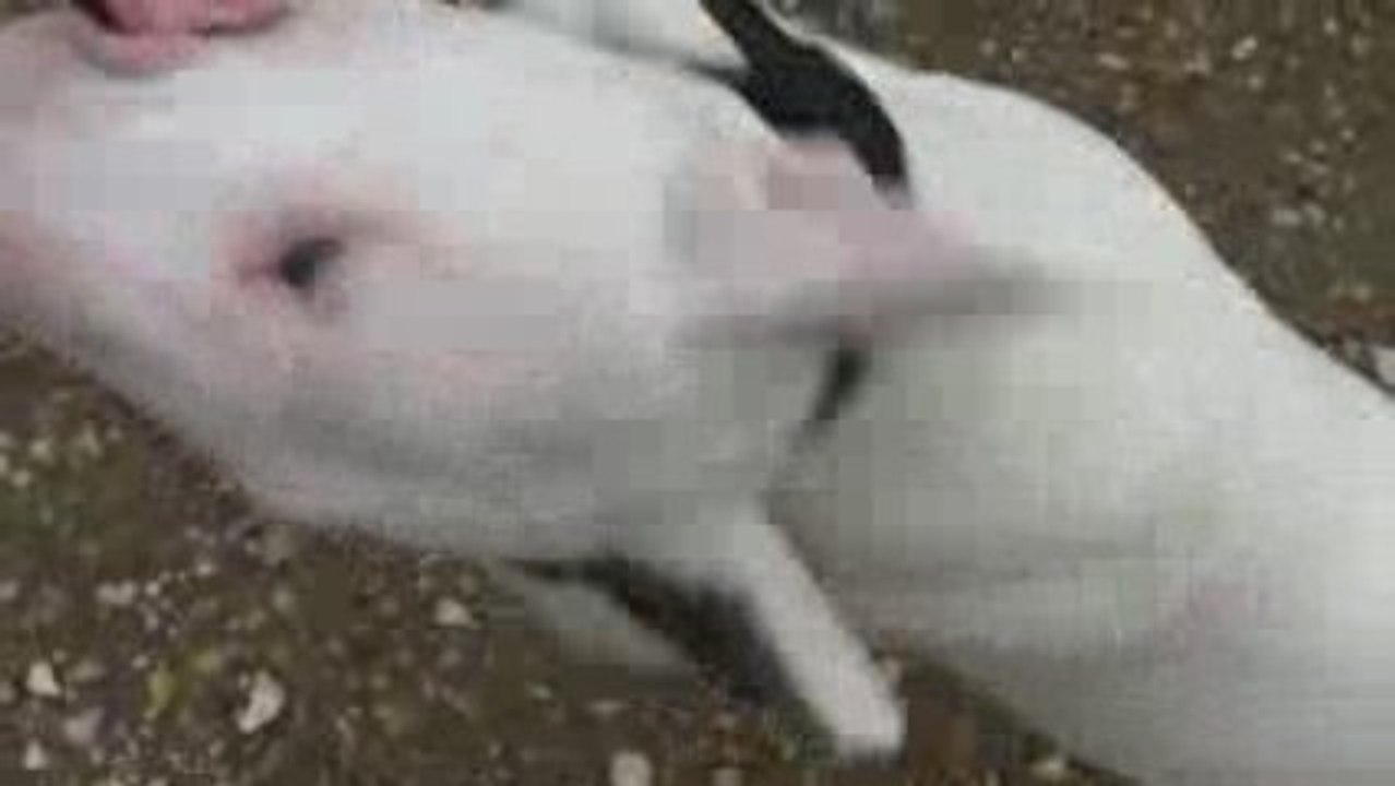 J'aime pas ma laisse