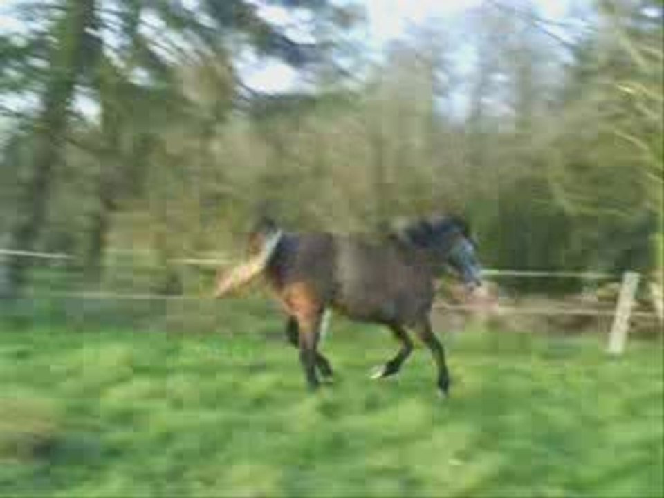 RAMSES - BALADE - 09.04.2009