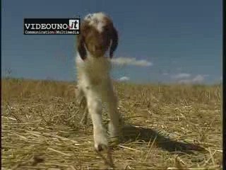 Richiesta di aiuto di un agnello