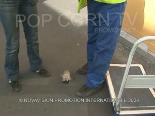 Caméra Cachée : L'attaque des souris !