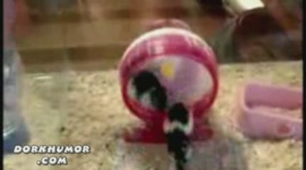 Hamster Wheel Fight