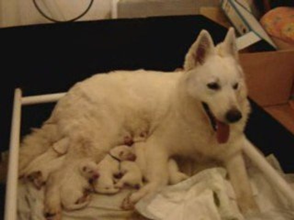 Naissance des chiots Berger Blanc Suisse.