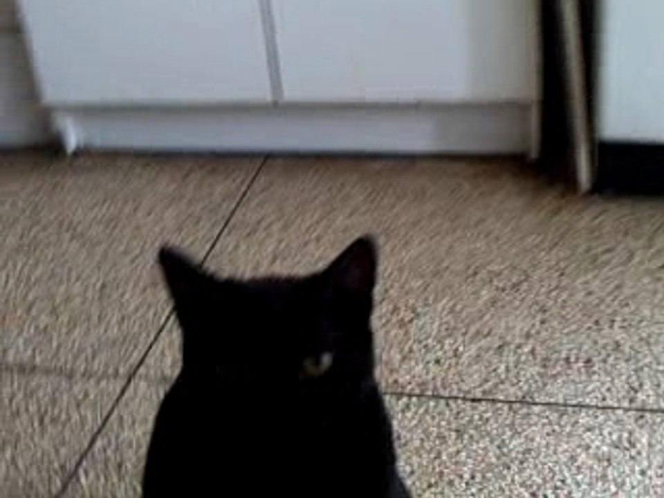 Chat mange