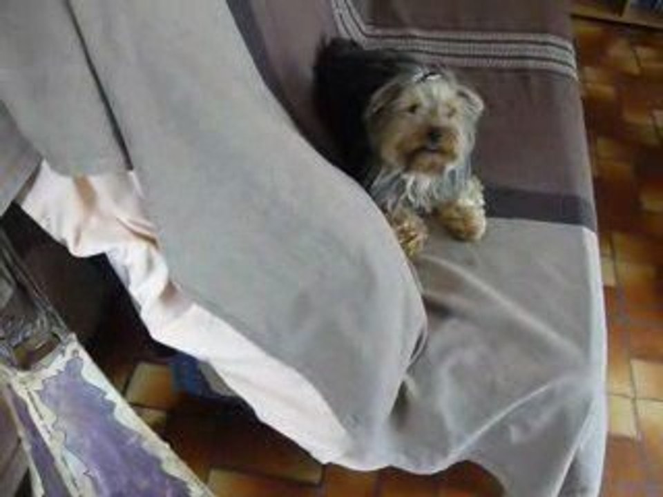 Chuna n'aime pas jouer à cache cache!