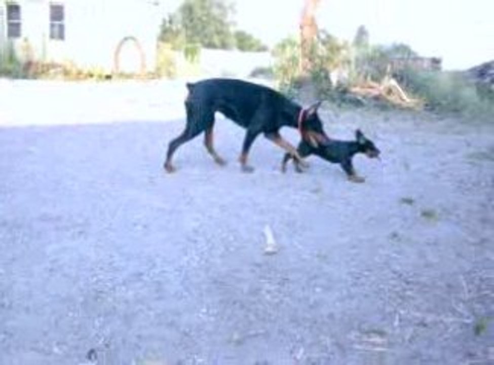 Ilane petit voleur et Loulla