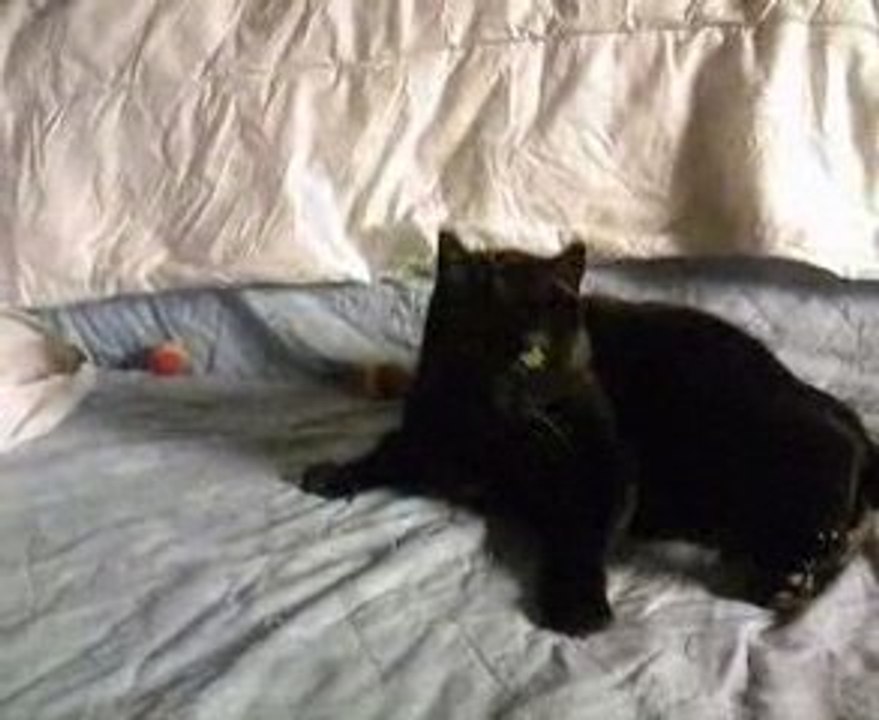 Chat m'amuse