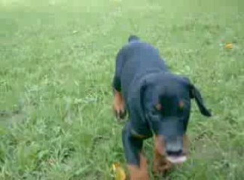 Ilane ptit bout de chou